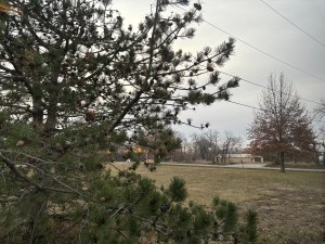 The view from my Boondockers Welcome host's home.